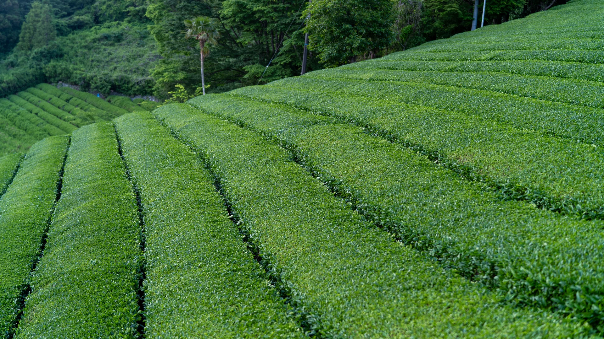 Rows of tea bushes curving down a Kawane hillside
